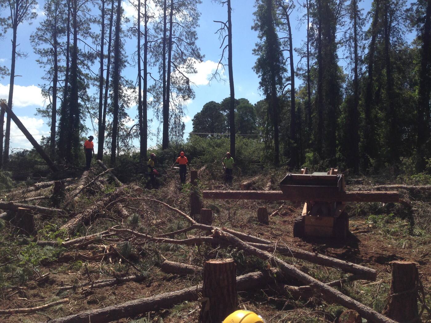 Black Forest Tree Service - Cover photo