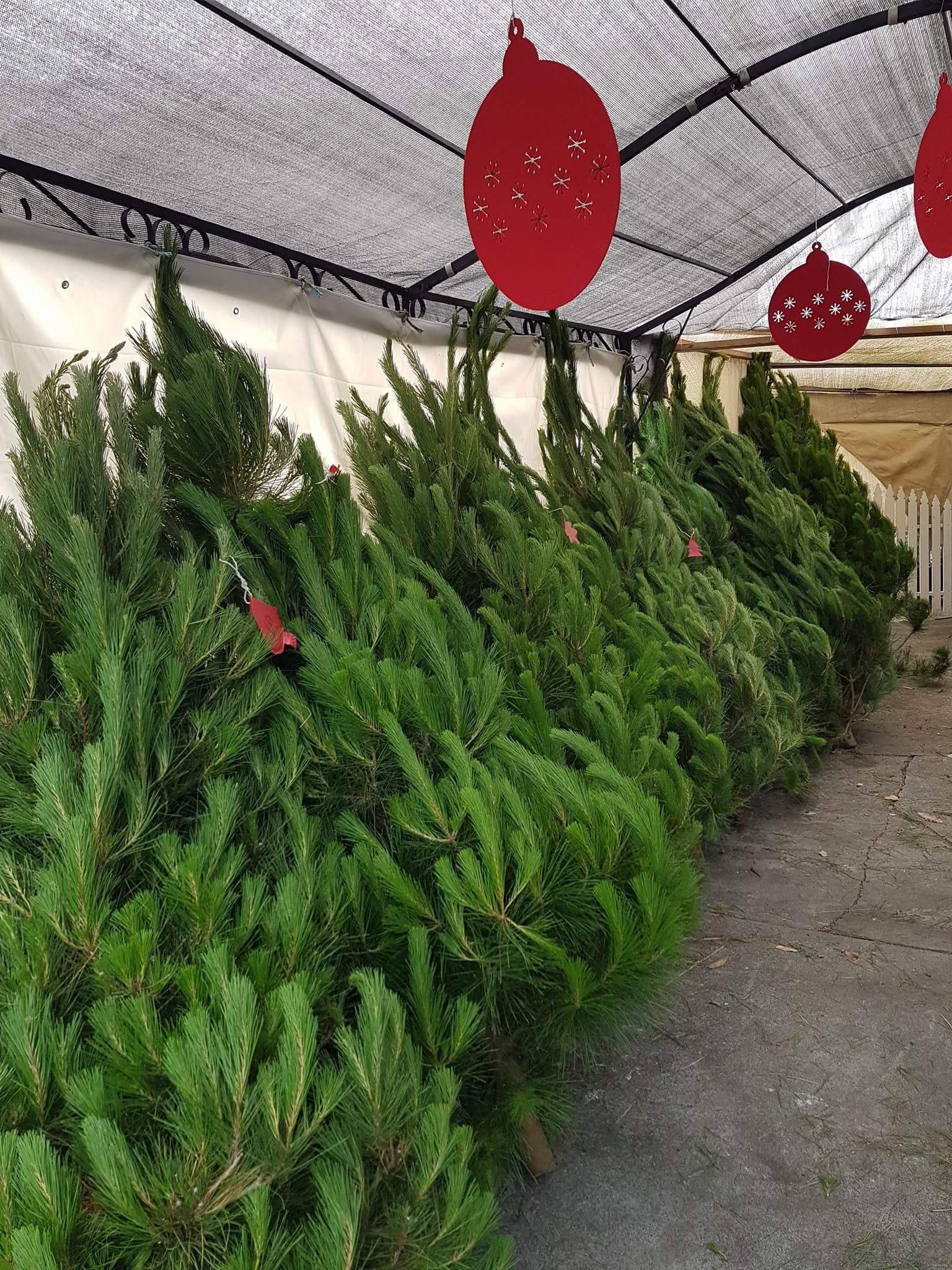 Blanco Estate Christmas Trees - Cover photo