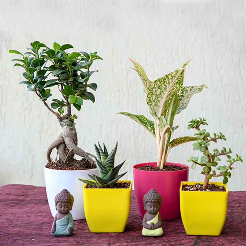 Bloomingdales Nursery - Cover photo