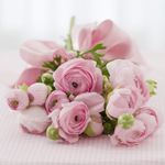 Bloom Plus - Logo