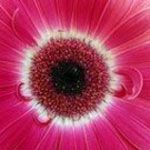 Bloom Wellness - Logo