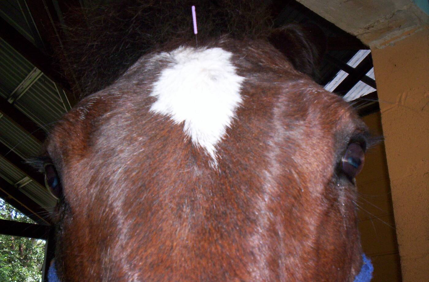 BluAura Therapies - Equine Acupuncture - Cover photo