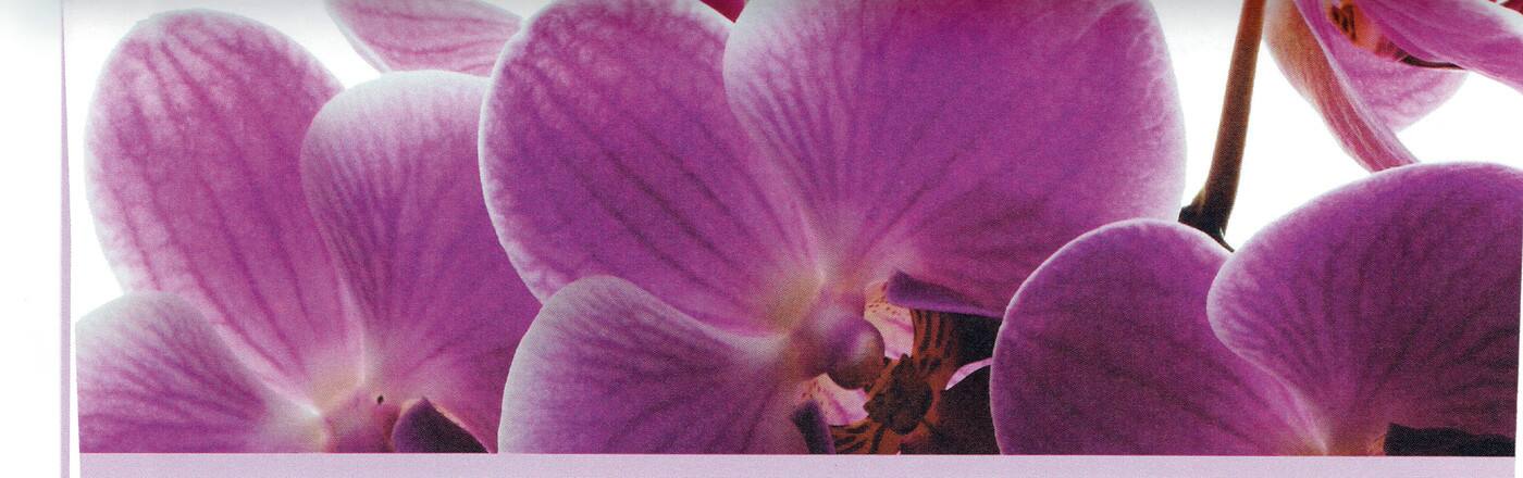 Blue Orchid Accounting - Logo