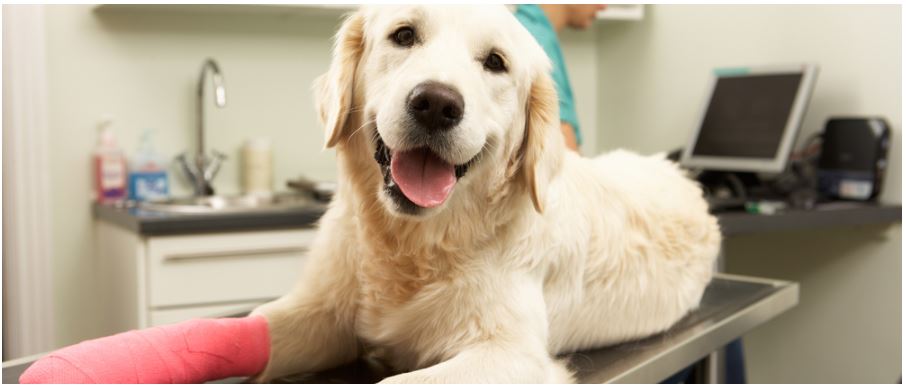 Blue & White Veterinary Surgery Woolgoolga - Logo