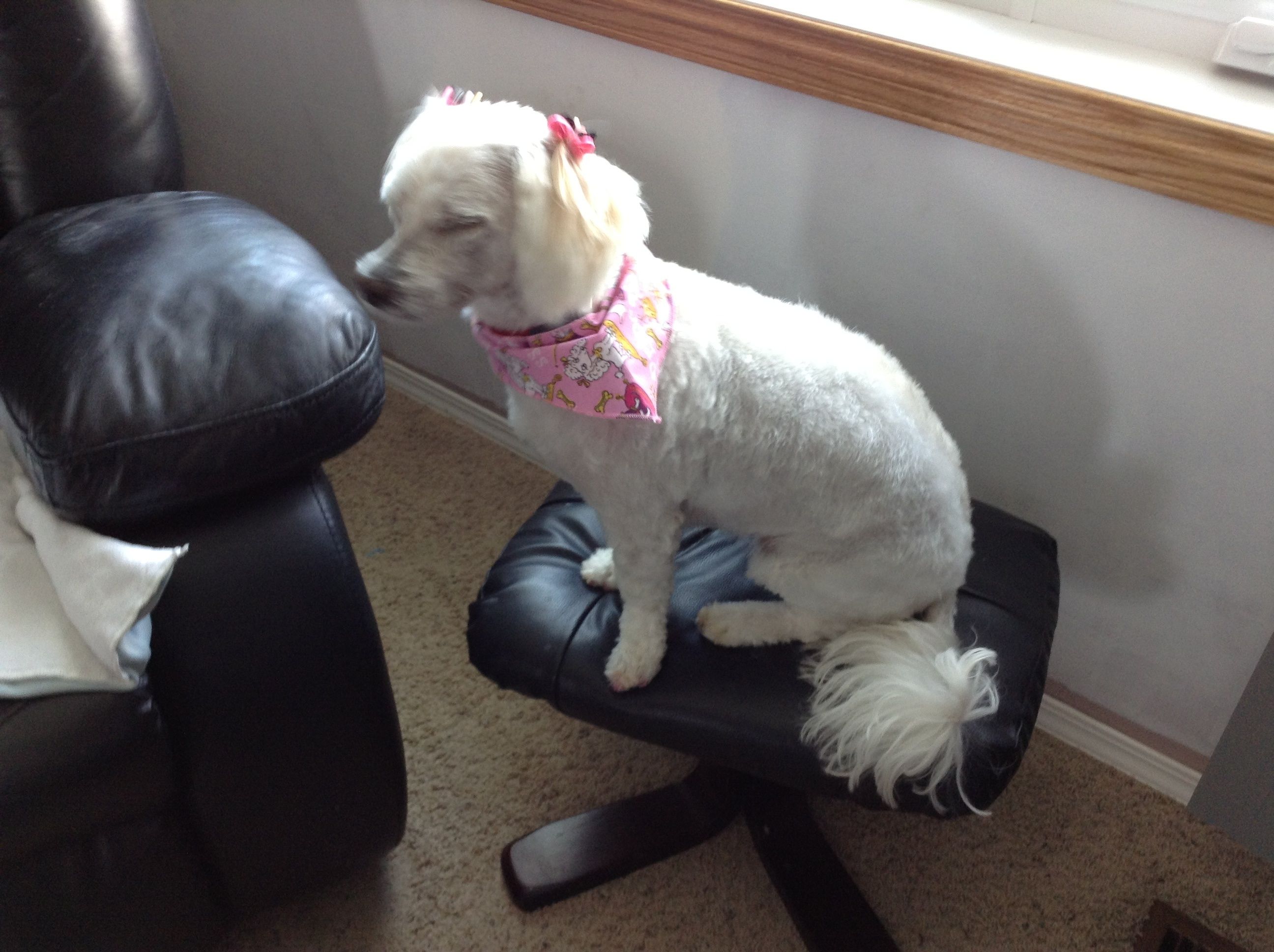 Bonnie&s;s &s;LOV-IN TOUCH&s; Pet Grooming - Cover photo