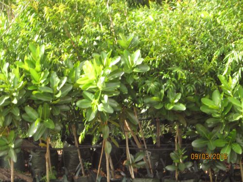 Boundary Nurseries - Cover photo