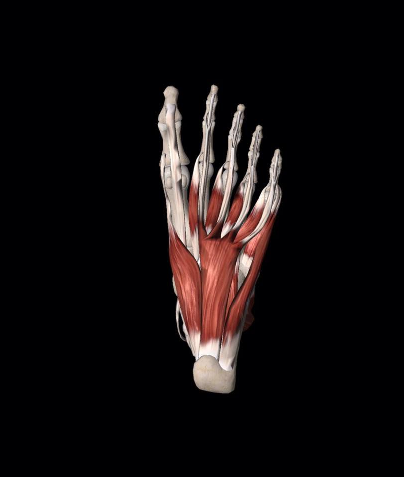 Bowen Pain Management - Logo