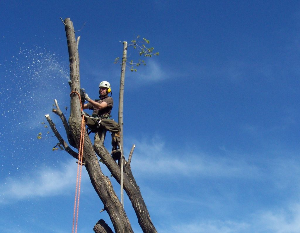 Bowthorpe Tree Services - OV - cb Monday - Logo