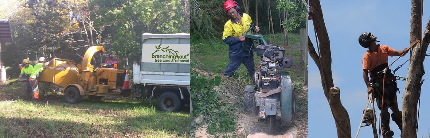 Branching Out Tree Care - Logo
