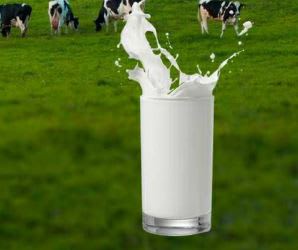 Brijwasi Dairy - Logo