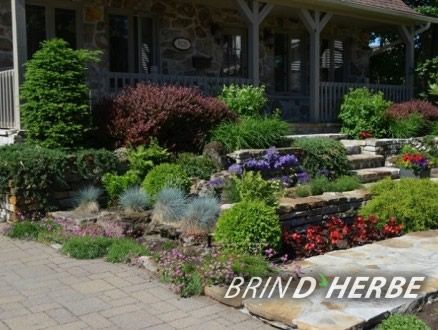 Brin D&s;Herbe - Logo