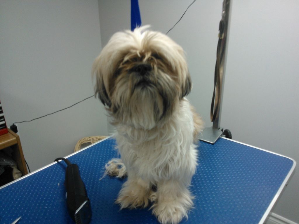BUBBLES n BOWS DOG GROOMING - Cover photo