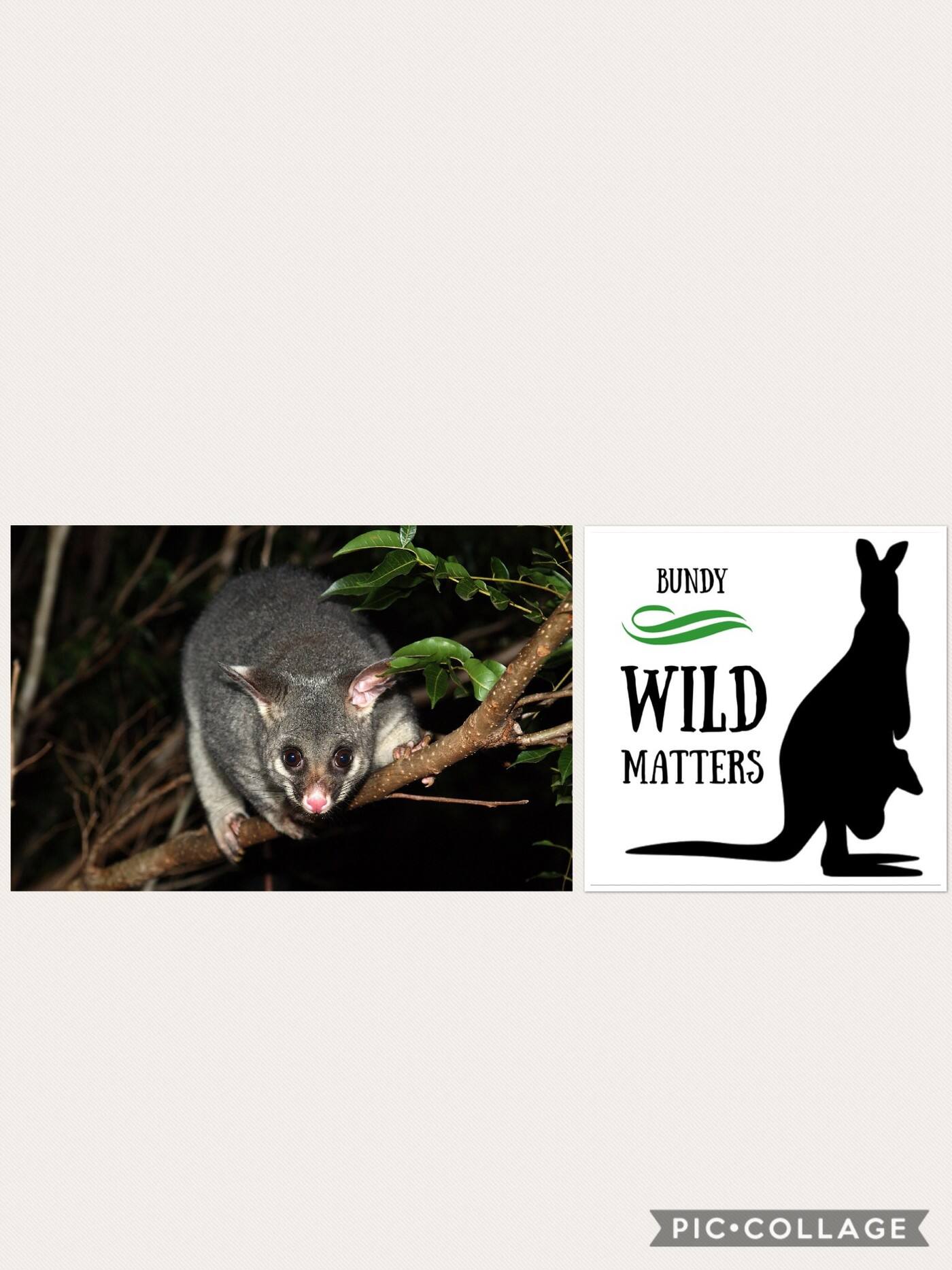 Bundy Wild Matters - Cover photo