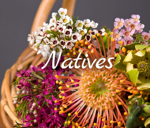 Burleigh Blooms - Logo