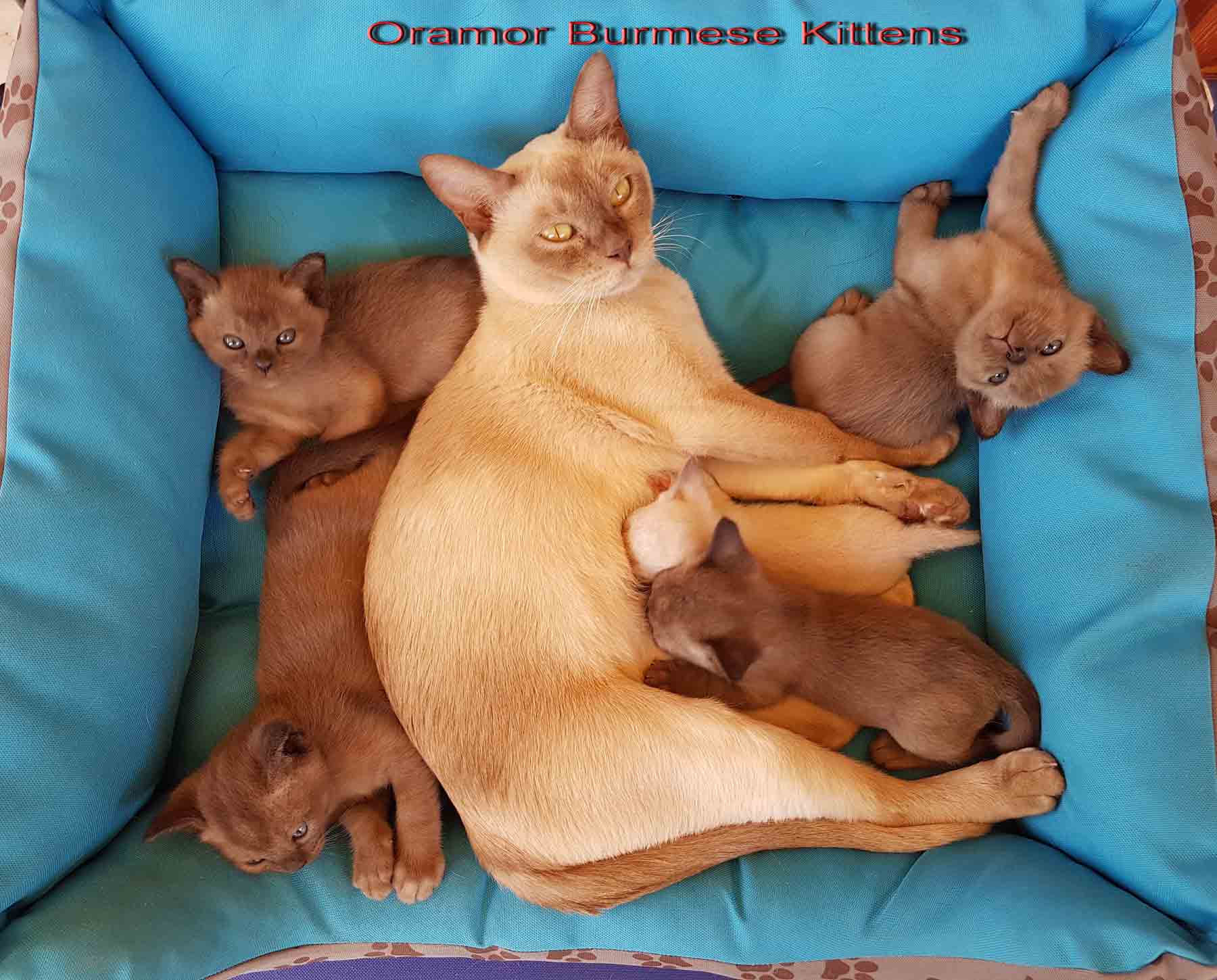 Burmese & Siamese Kittens By Oramor - Cover photo