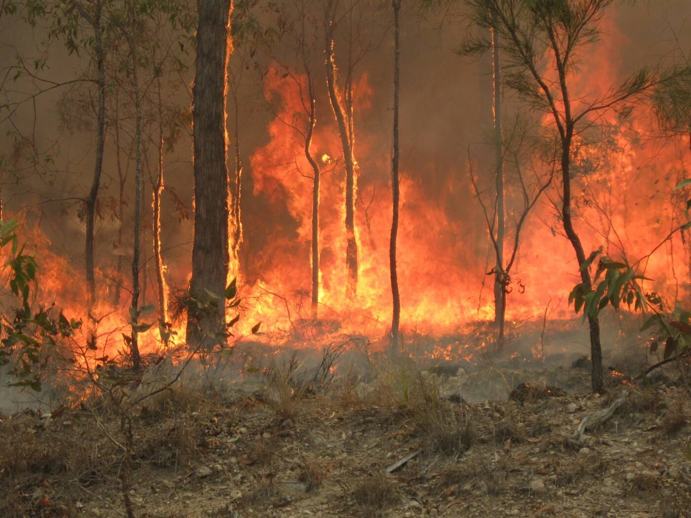 Bushfire Environs - Cover photo