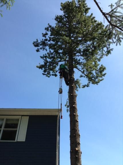 Bushwacker Tree Experts - Logo