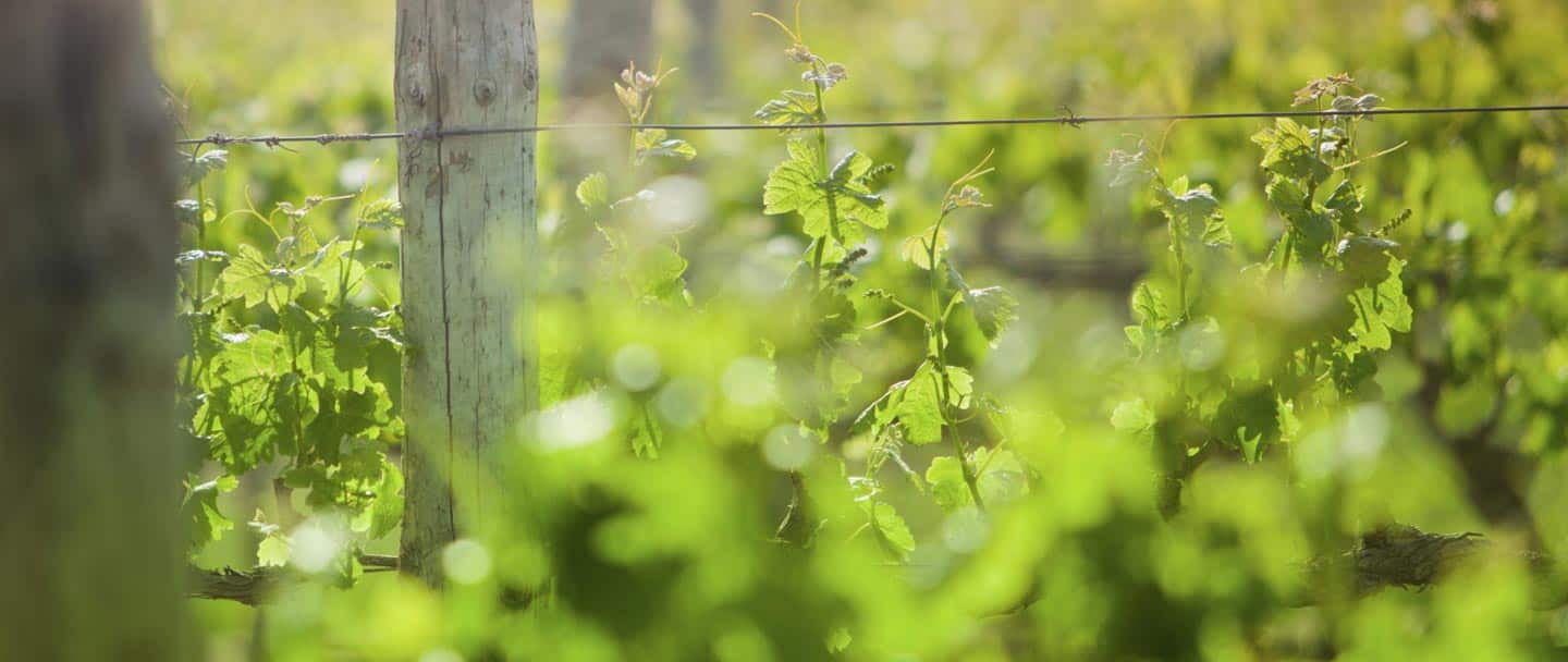 BWS Lilydale Olinda Creek Drive - Cover photo