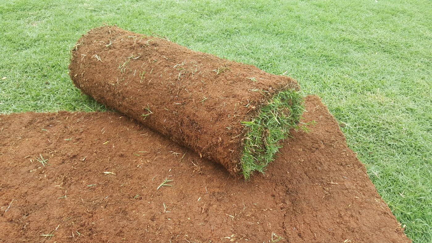 Caboolture Turf - Cover photo