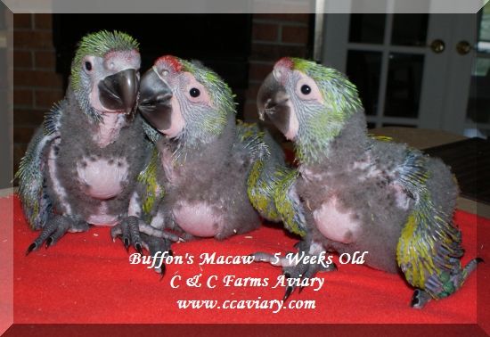 C &a; C Farms Aviary &a; Exotic Pets - Logo