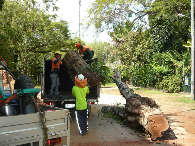 Cairns Tree Fellers - Logo