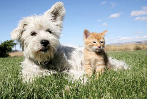Cameron Park Vet Hospital - Cover photo