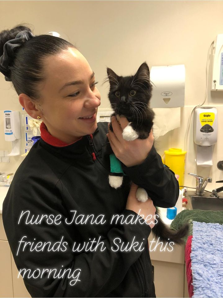 Canberra Cat Vet - Logo