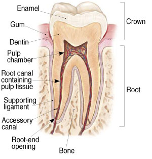 Canberra City Endodontics - Cover photo