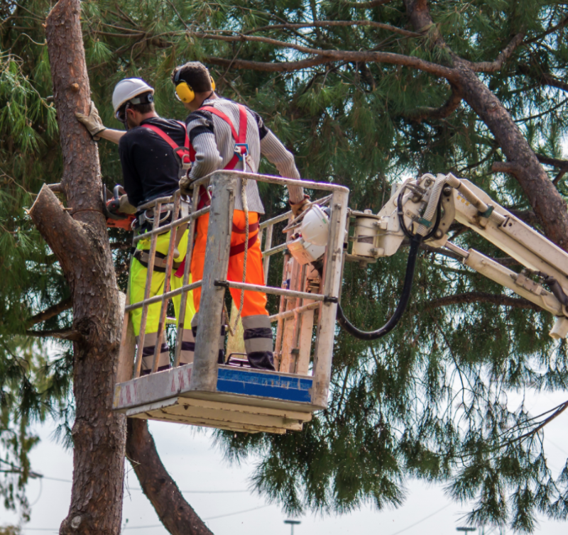 Canberra Tree Lopping - Logo