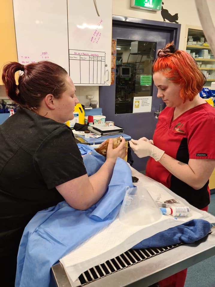 Canberra Veterinary Emergency Service - Logo