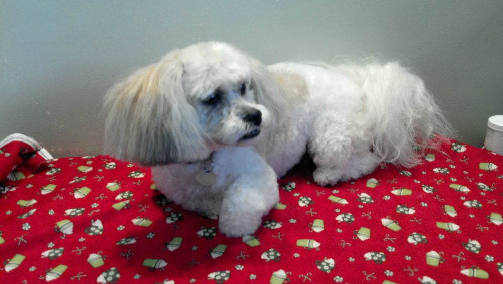Canine Care - Logo