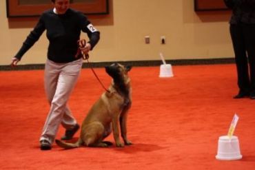 Canine Rainbow Dog Training - Logo
