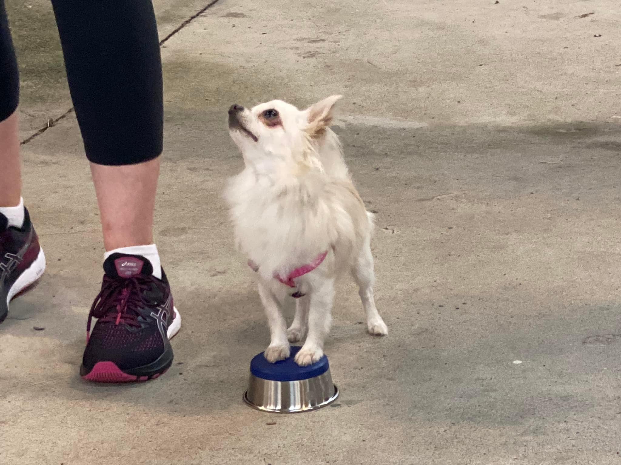 Canine Training School - Cover photo