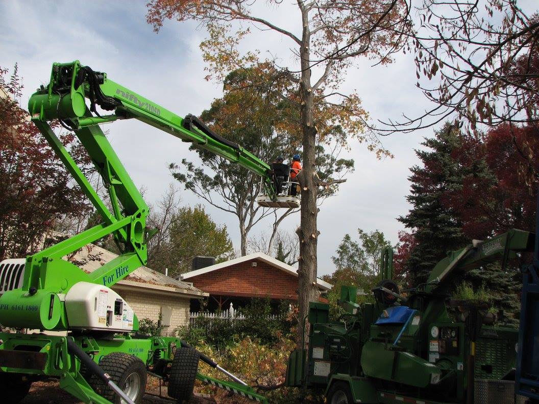 Canopy The Tree Experts - Cover photo