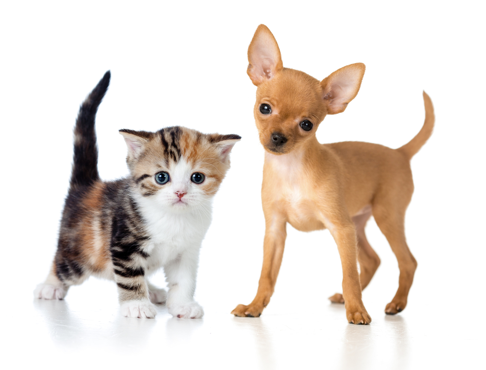 Cape Hawke Veterinary Hospital - Logo