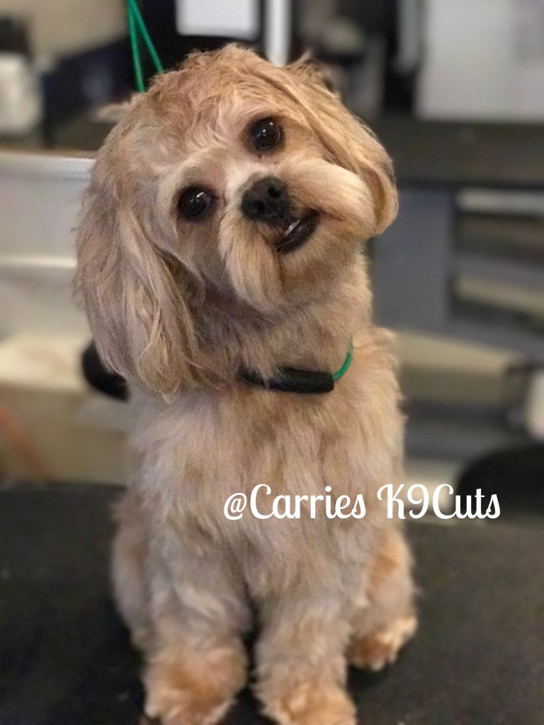 Carrie&s;s K9 Cuts - Cover photo