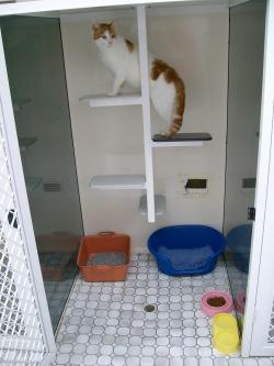 Catalina Cat Boarding - Cover photo