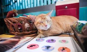 Cat Cafe Studio - Cover photo