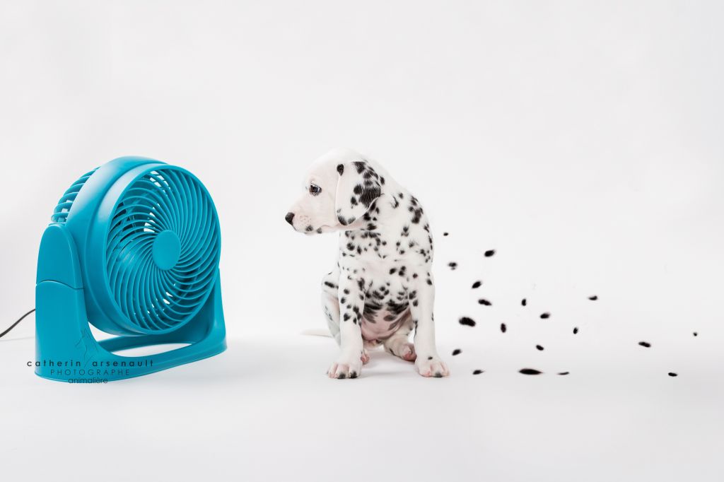 Catherin Arsenault photographe animalière - Logo