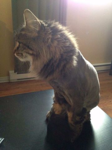 Cat Pimp - Logo