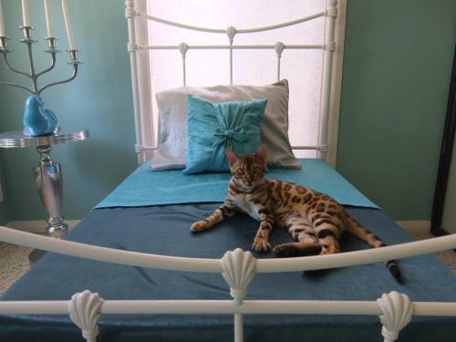 Cat Utopia Resort & Spa�Luxury Cat Boarding - Logo