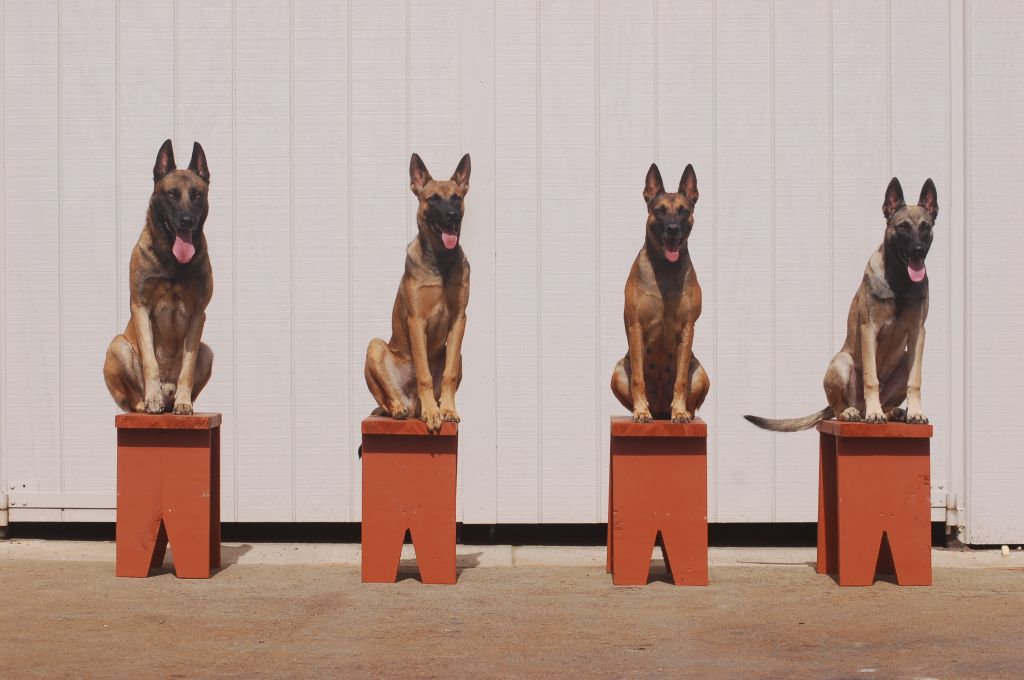 CCK9 Dog Training - Logo