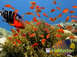 Cdc Birds Fish And Pet Shop - Logo