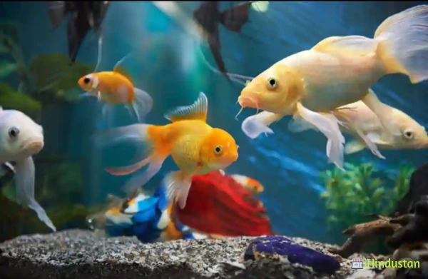 Cdc Birds Fish & Pet Shop - Logo