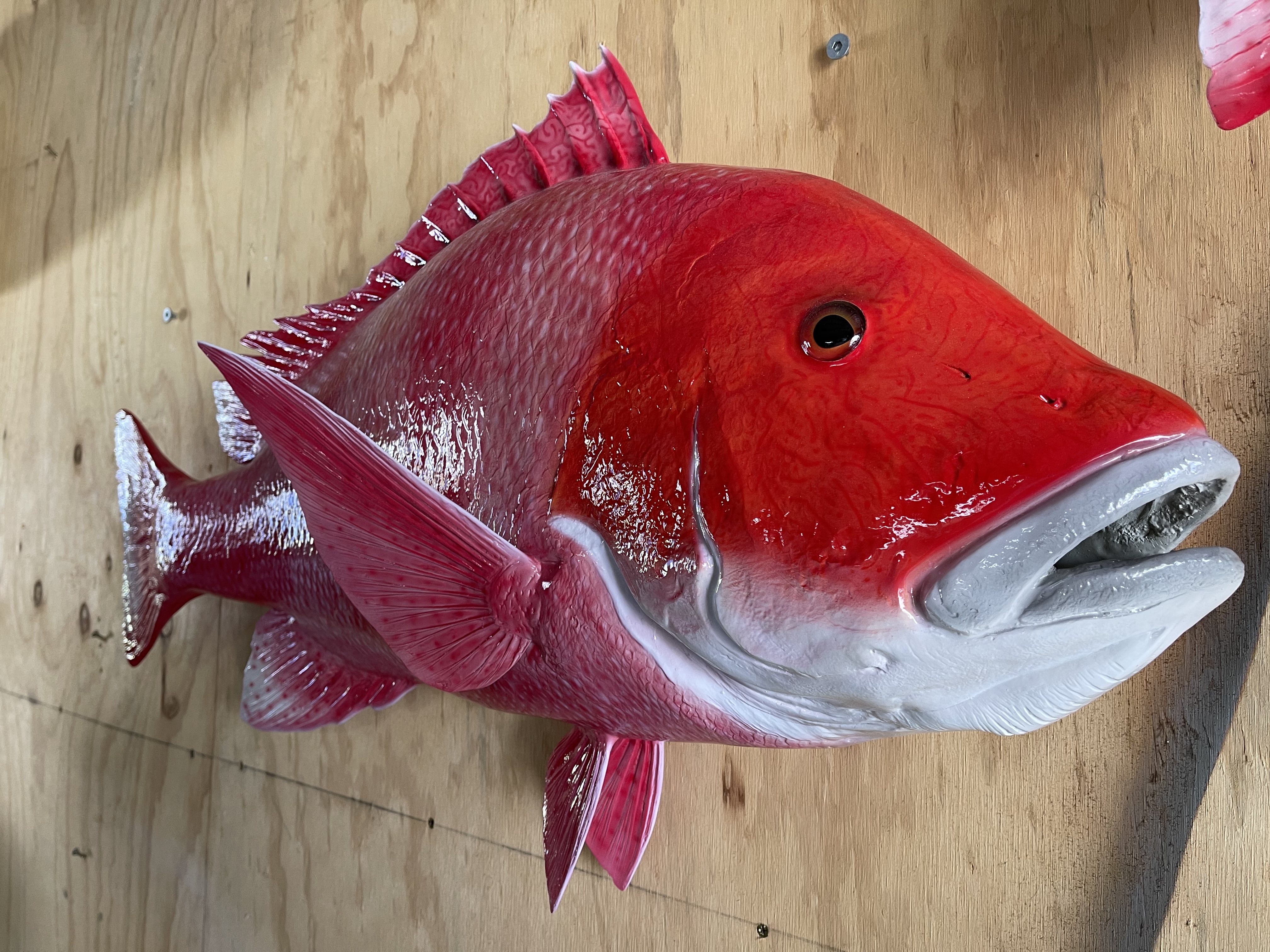 Central Coast Taxidermy & Marine Art Reproductions - Cover photo