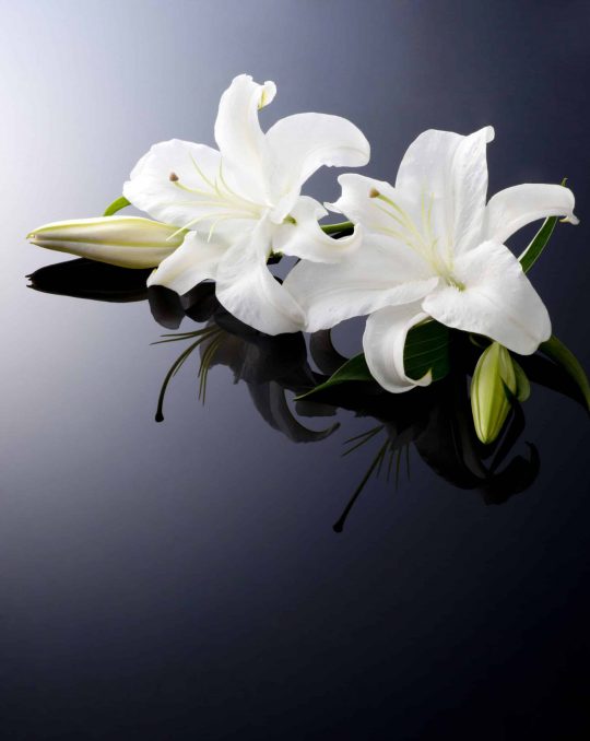 Central Highlands Funeral Services - Logo