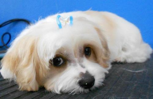 Cessnock Grooming Salon - Logo