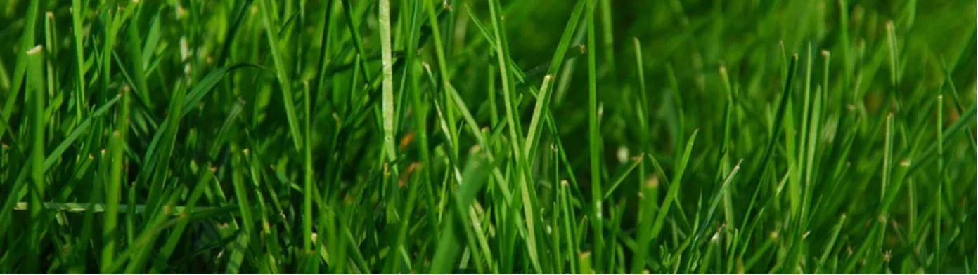 Cessnock Landscaping Supplies - Logo
