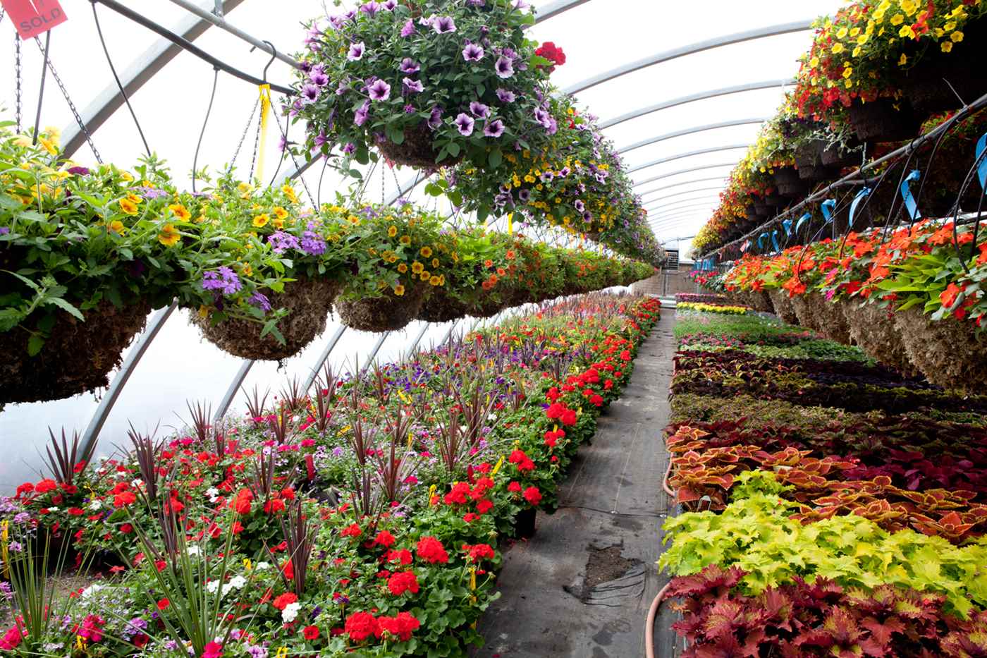 Cetron Nursery - Cover photo