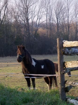 Charlie&s;s Pride Ponies - Cover photo